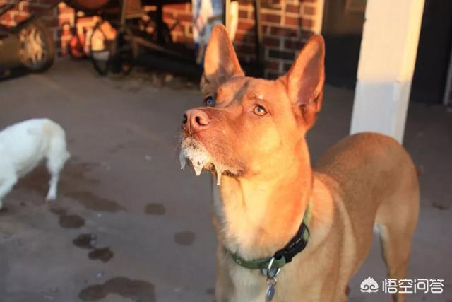 家狗的狂犬病症状:狗患了狂犬病的症状 狗得了狂犬病之后能活多久？