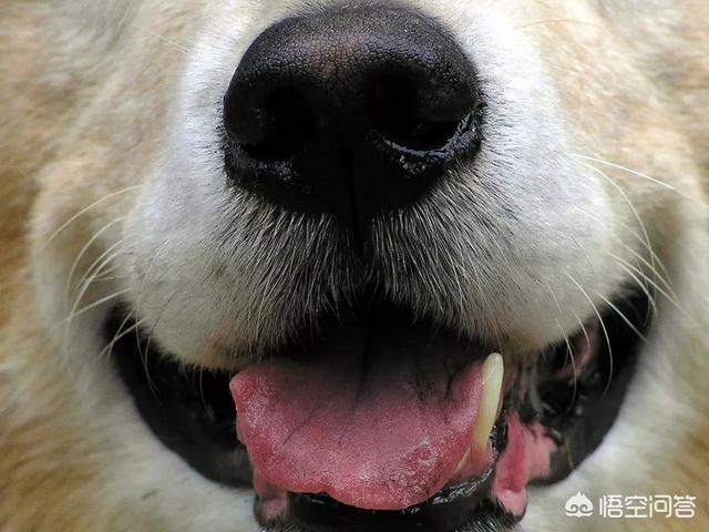 匈牙利牧羊犬怎么看路:狗狗是通过什么分辨出主人的？