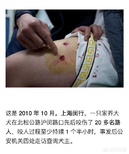 长春当猫爱上狗:你觉得喜欢猫的人会讨厌狗吗？