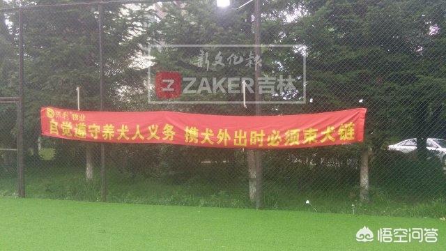 长春当猫爱上狗:你觉得喜欢猫的人会讨厌狗吗？