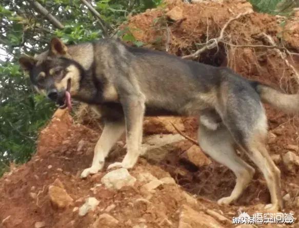 中华田园犬吧:中华田园犬升级为中国唐狗，对此你怎么看？