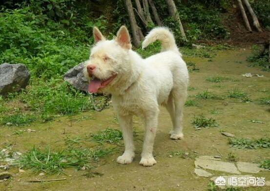 下司犬图片:你认为下司犬打的过牛头梗吗？有何根据？