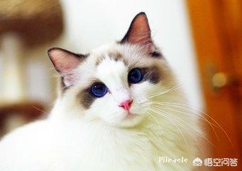 史上最全新手养猫指南:作为新手，养猫的方法和必备的东西有什么？