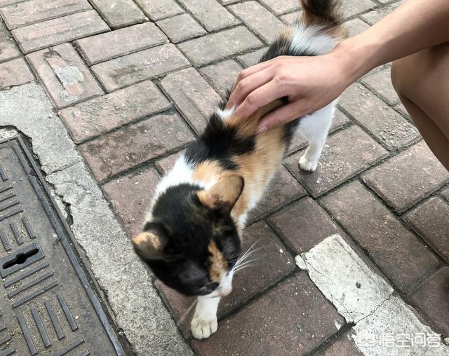 猫在你鞋底下蹭来蹭去是什么意思:我本身不喜欢猫，为什么猫咪见了我总是在我脚边蹭来蹭去？