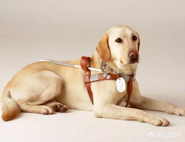犬俊介君是什么品种:拉布拉多犬到底有几个品种？怎么分？