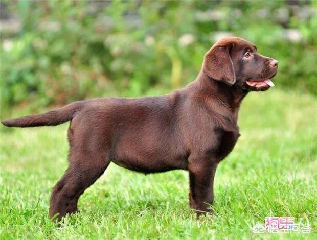 犬俊介君是什么品种:拉布拉多犬到底有几个品种？怎么分？