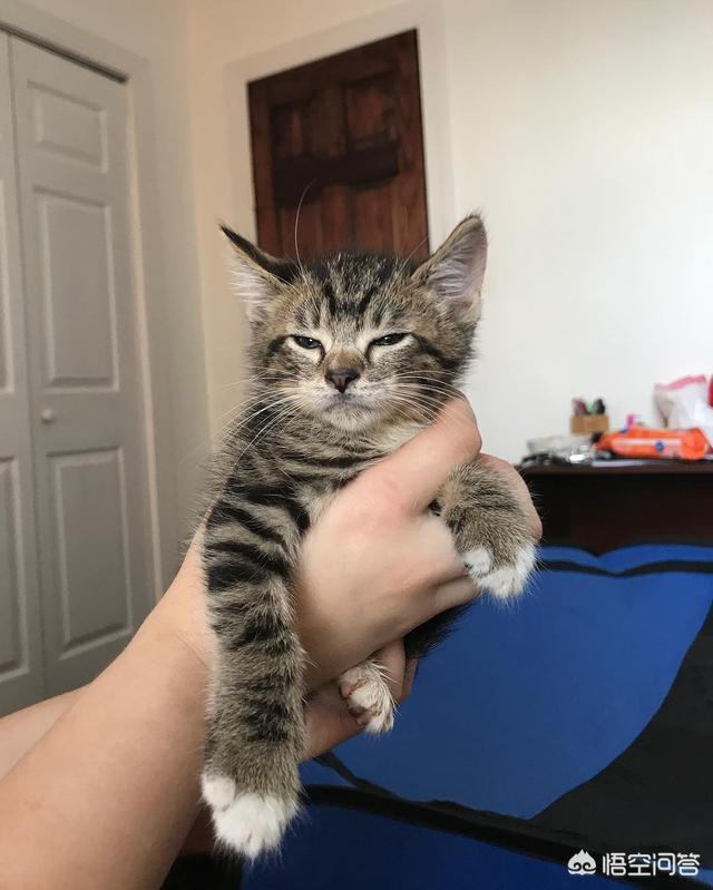 怎么看自己猫咪的品种:如何挑选到一只心仪的宠物猫？