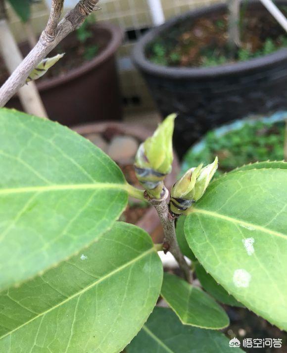 头条问答 茶花的花芽和叶芽怎么区分 养花匠小齐的回答 0赞