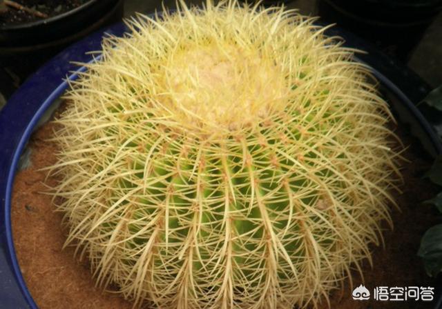 用玻璃缸栽的仙人球怎么浇水:仙人球多久浇一次水比较合理或者说什么情况下浇水？