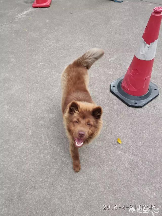 南京皇朝博美犬舍:南京哪有适合狗狗游泳的地方？