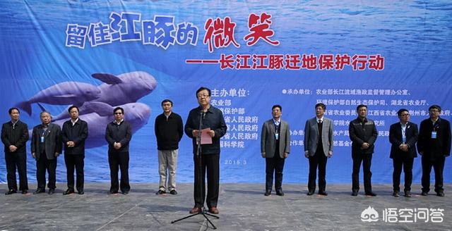长江白鲟灭绝了吗，中国长江流域的白鳍豚、江豚、中华鲟是否已经灭绝？