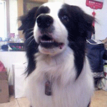 边境牧羊犬性格如何:养边境牧羊犬有什么需要注意的吗？