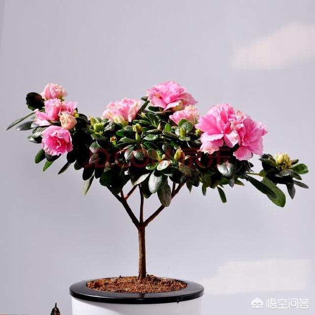 盆栽杜鹃花夏天怎么养:盆栽杜鹃花夏天怎么养? 北方种植盆栽杜鹃花该怎样度夏呢？