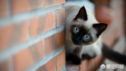 鸟笼里的暹逻猫:暹罗猫聪明吗？性格怎样？