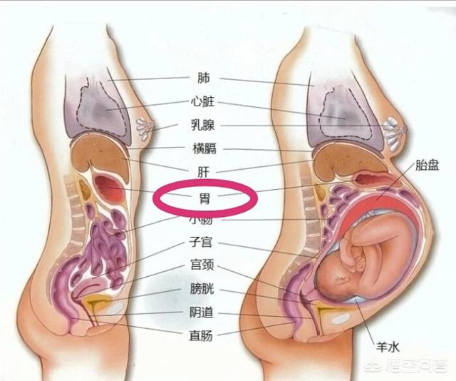 孕妇食欲不振怎么办:怀孕32周了，很饿但是吃不下是怎么回事？