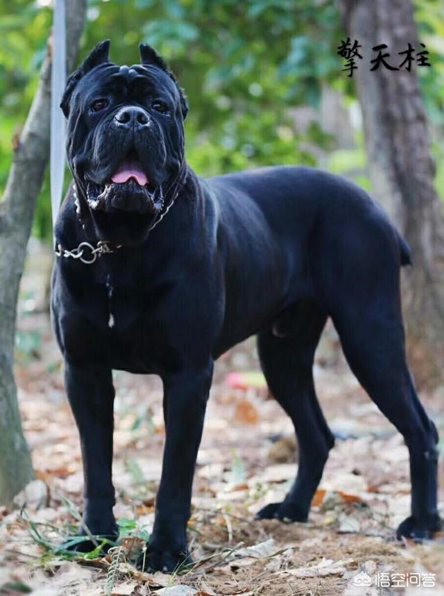 女生独居想养一只大型犬,什么种类好？