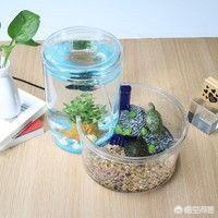 巴西彩龟 简笔画:市面上卖的彩色乌龟是怎么印上的，对乌龟的健康有危害吗？