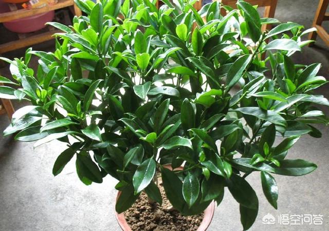 非洲茉莉为什么黄叶:非洲茉莉为什么不开花 非洲茉莉新叶发黄、枯萎怎么办？
