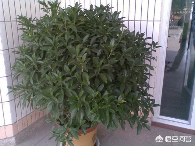 非洲茉莉为什么黄叶:非洲茉莉为什么不开花 非洲茉莉新叶发黄、枯萎怎么办？