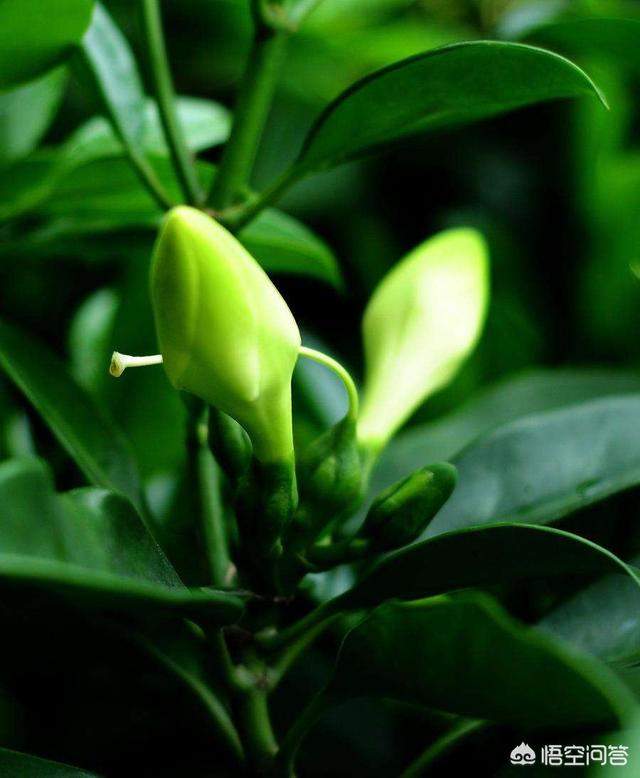 非洲茉莉为什么黄叶:非洲茉莉为什么不开花 非洲茉莉新叶发黄、枯萎怎么办？