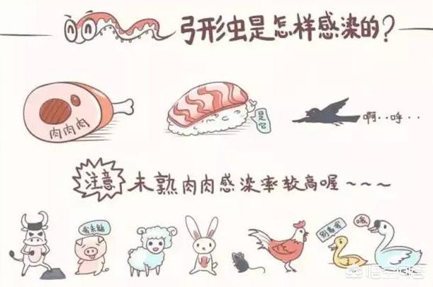 吸猫什么意思啊:吸猫到底有没有可能感染弓形虫？