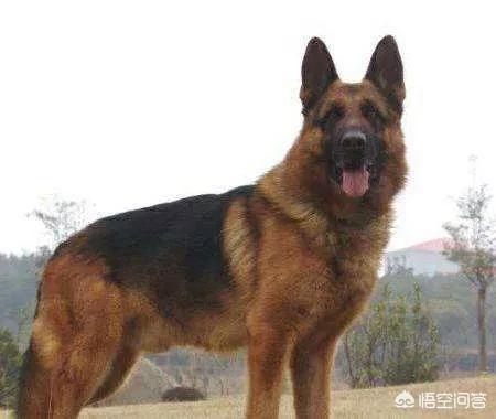 猫论坛德国牧羊犬视频:德国牧羊犬适不适合庭院喂养？可以看家吗？