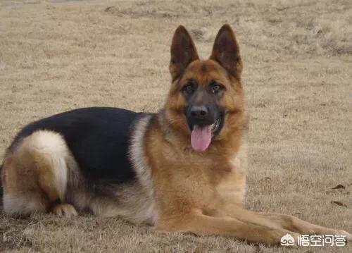 猫论坛德国牧羊犬视频:德国牧羊犬适不适合庭院喂养？可以看家吗？