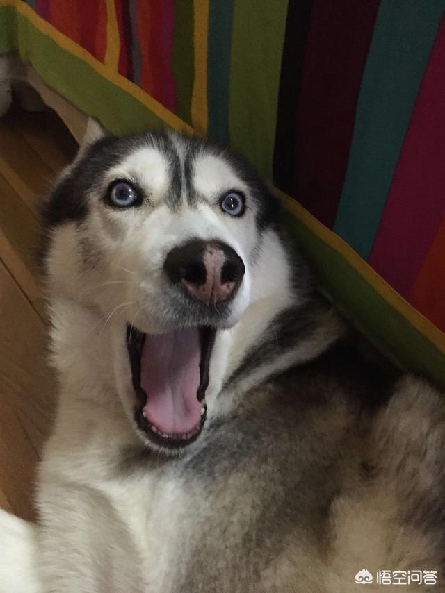 格陵兰犬是哈士奇吗:格陵兰犬pk西伯利亚牧羊犬 为什么不用哈士奇做工作犬？