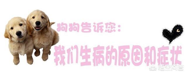 祥生牌癣螨净886:狗狗真菌性皮肤病用什么药？