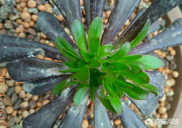 魔南景天生长环境:多肉植物黑法师的生态习性，它真的喜欢生活在黑夜里吗？