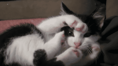 猫坚强:为什么我养的猫都活不过两个月？