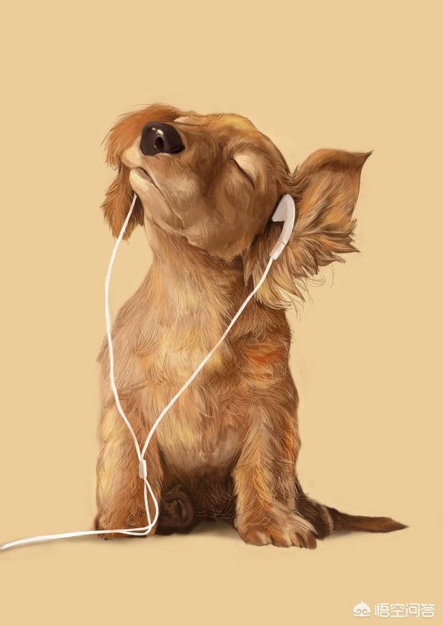 捡到流浪贵宾犬好养吗:捡到一只流浪狗，想留下照顾它，该注意什么？
