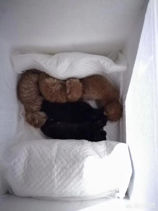 救助犬的遗言完整版:对于有些人要求财政拨款救助流浪狗，你怎么看？怎样处理最好？