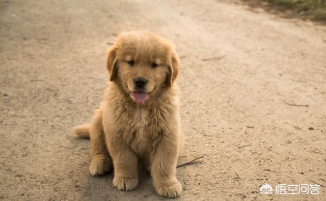 金丹犬大狗哪里买:买金毛在哪里买比较靠谱？