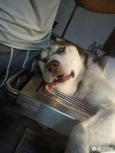 哈士奇大战藏獒视频在线观看:二哈和金毛发起狠来的话谁更厉害？