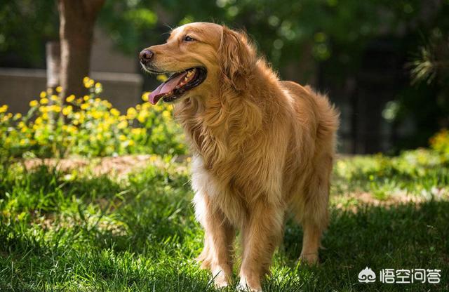 西施犬好养吗:西施犬爱挑食，西施犬喂什么食物不挑食呢？