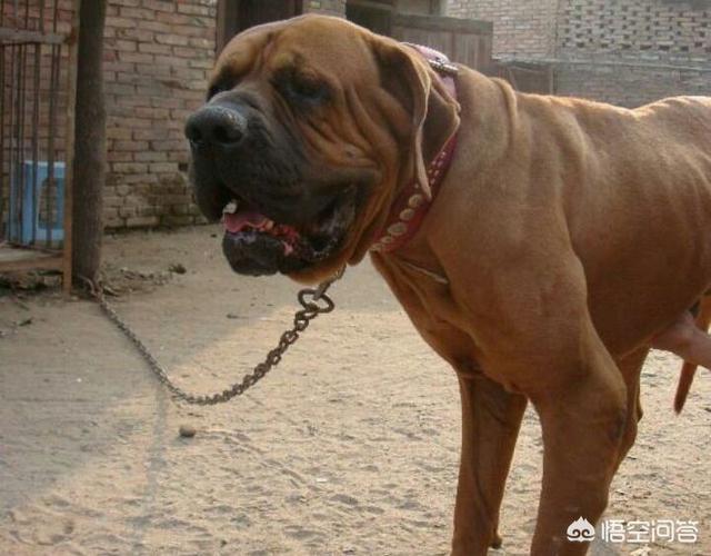 阿拉拜犬与卡斯罗犬打斗视频:卡斯罗犬打斗的视频 什么猛犬可以打败高加索犬？为什么？