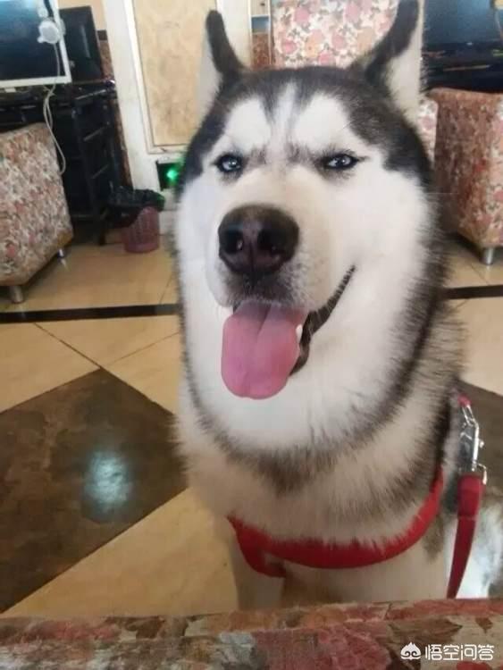 爱与狗同行:吃狗肉和爱狗的行为可以同时存在于同一个人身上吗？