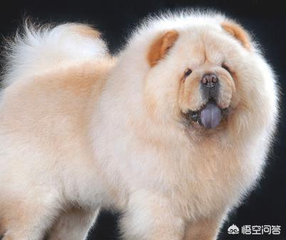 松狮有什么优缺点？