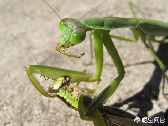 雌螳螂一定会吃掉自己的配偶吗，螳螂连自己的配偶都吃，究竟是为什么？