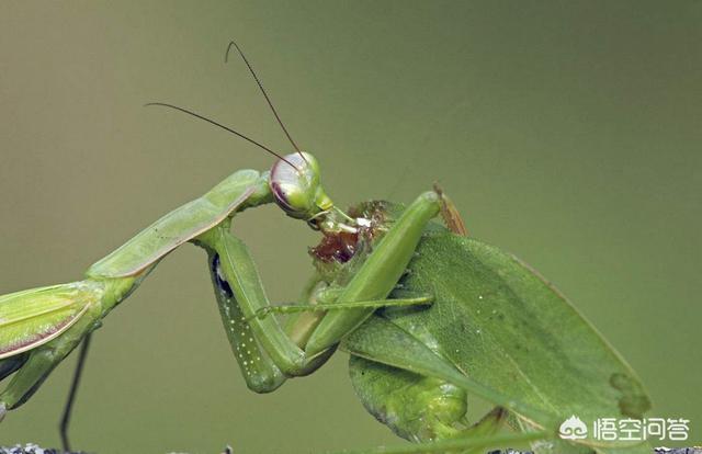 螳螂为什么会吃配偶，螳螂连自己的配偶都吃，究竟是为什么