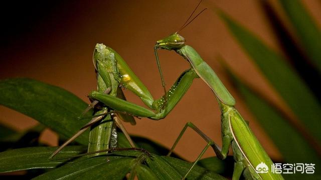 雌螳螂一定会吃掉自己的配偶吗，雌螳螂在交配时有捕食同类的现象，那么它会吃「别人的老公」吗