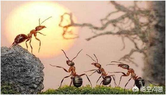 被红火蚁蜇伤有多严重，被红蚂蚁咬伤应该怎么处理