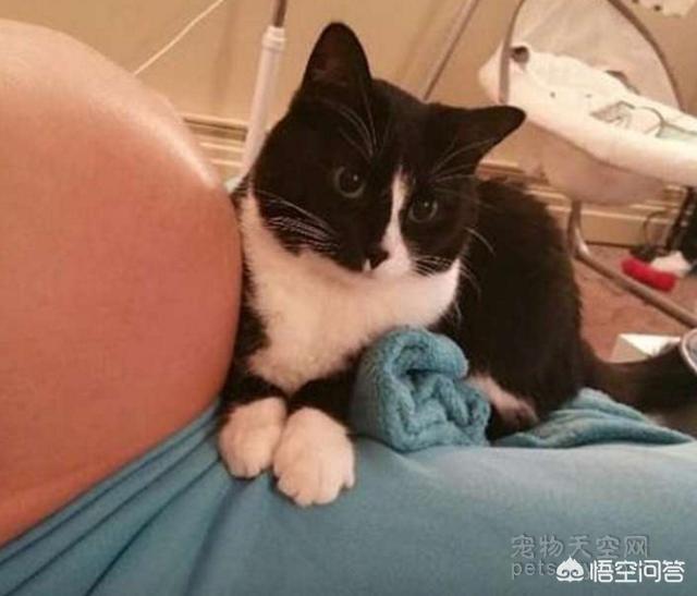 怀孕家里养猫注意事项:对动物毛不过敏，怀孕了可以养猫吗？ 家里养猫的注意事项