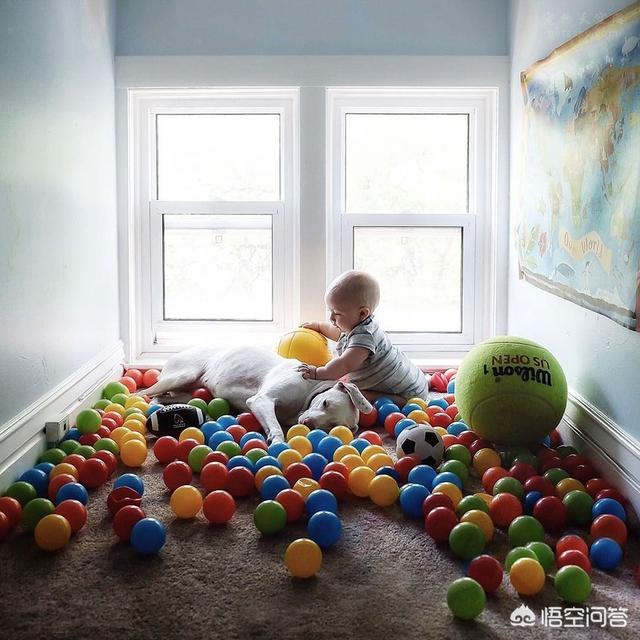 小男孩和小狗狗图片:3岁男童遭大狗追咬，犬主却不愿担负责任，是怎么回事？