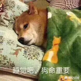 金毛狗狗图片:金毛犬真的暖吗？金毛犬会有什么样的缺点？