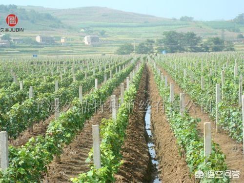 種植一畝地葡萄要多少錢？