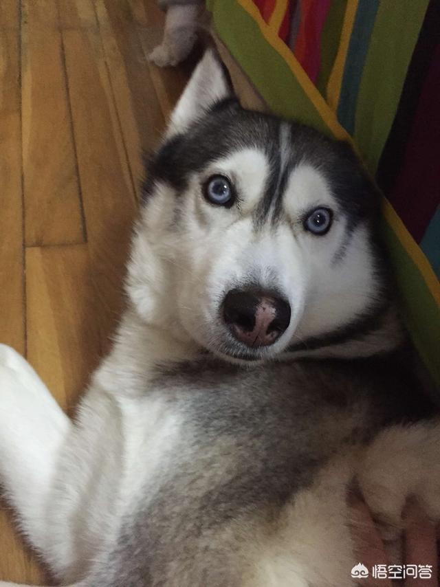 格陵兰犬是哈士奇吗:格陵兰犬pk西伯利亚牧羊犬 为什么不用哈士奇做工作犬？
