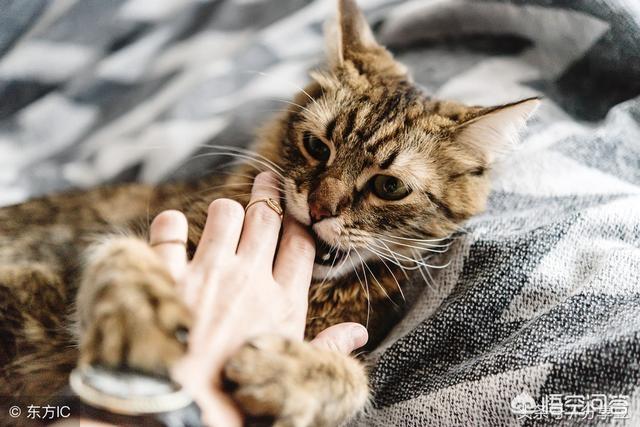 被猫抓了一下轻微破皮要打针吗:被自家猫抓了手，有轻微出血，这种情况下要不要打疫苗？