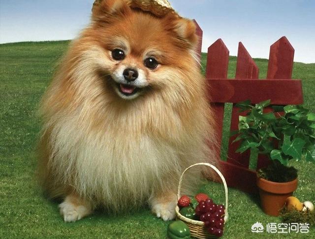 宠物可蒙犬糖糖:博美犬应该如何饲养？需要注意什么？